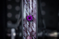 Preview: Muc-Off Tubeless Ventile V2 60mm purple